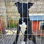 Kali - wychowany, domowy TTB mix szuka domu!