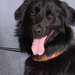 Pies do adopcji, Gdańsk, 14 listopada 2024