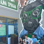 Pies do adopcji, Gdańsk, 20 maja 2025