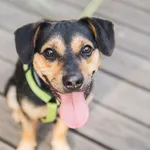 Pies do adopcji, Sosnowiec, 16 maja 2025