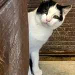 Kot do adopcji, Gdańsk, 19 maja 2025