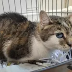 Kocurek poz. 25/217/K