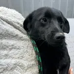 Znaleziono psa, Racławice, 16 maja 2025