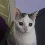 Zaginął kot, Łódź, 21 maja 2025