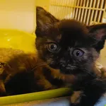 Znaleziono kota, Racławice, 2 czerwca 2025