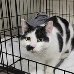 Kocurek poz. 25/216/K