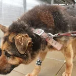 Znaleziono psa, Gdańsk, 20 maja 2025