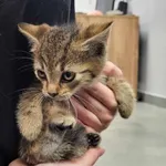 Znaleziono kota, Toruń, 16 maja 2025