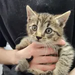 Znaleziono kota, Toruń, 16 maja 2025