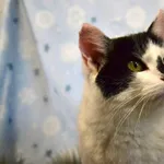 Kot do adopcji, Chełmek, 10 czerwca 2024