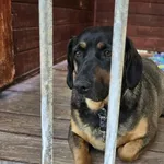 Pies do adopcji, Gorzów Wielkopolski, 20 maja 2025