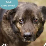 Pies do adopcji, Dąbrówka, 20 maja 2025