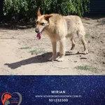 Pies do adopcji, Dębniak, 13 stycznia 2024