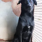 Znaleziono psa, Łódź, 20 maja 2025