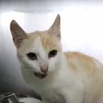 Znaleziono kota, Łódź, 22 maja 2025