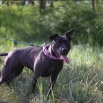 Znaleziono psa, Grudziądz, 4 grudnia 2024