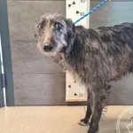 Znaleziono psa, Chełmek, 21 maja 2025