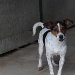 Pies do adopcji, Bełchatów, 23 kwietnia 2024