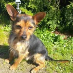 Pies do adopcji, Henrykowo, 23 kwietnia 2025