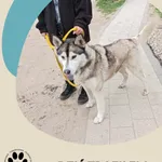 Znaleziono psa, Dąbrówka, 22 maja 2025