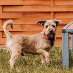 Pies do adopcji, Czartki, 22 maja 2025