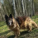 Pies do adopcji, Rytlów, 22 kwietnia 2026