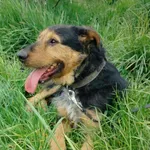 Remik (6160), Samiec