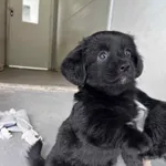 Pies do adopcji, Włocławek, 22 maja 2025