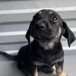 Pies do adopcji, Włocławek, 22 maja 2025