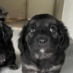 Pies do adopcji, Włocławek, 22 maja 2025