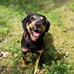 Pies do adopcji, Olsztyn, 1 maja 2025