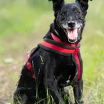 Pies do adopcji, Milanówek, 12 września 2025