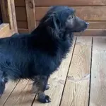 Pies do adopcji, Głowno, 24 maja 2025