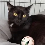 Kot do adopcji, Piła, 18 września 2024