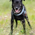 Pies do adopcji, Milanówek, 12 września 2025