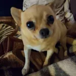 Zaginął pies, Łódź, 24 maja 2025