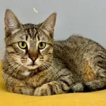 Kot do adopcji, Piła, 21 listopada 2024