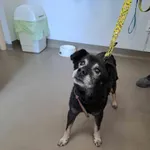 Znaleziono psa, Olsztyn, 23 maja 2025