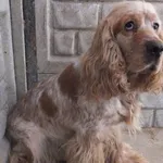 Manfred to pies przywieziony w dniu 19.05.2025r z terenu gm. Trojanów, w typie spaniela, dorosły, ostrożny do obcych ludzi,