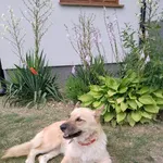 Zaginął pies, Zaróbka, 25 maja 2025