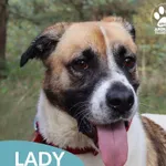Lady