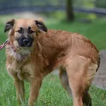 Znaleziono psa, Toruń, 30 kwietnia 2025