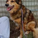 Znaleziono psa, Lublin, 24 maja 2025