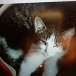 Zaginęła starsza kotka