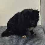 Znaleziono psa, Lublin, 24 maja 2025