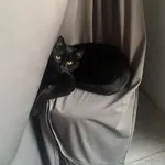 Zaginął kot, Łódź, 25 maja 2025