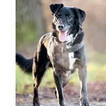 Pies do adopcji, Wrocław, 10 maja 2024