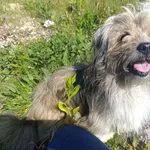 Znaleziono psa, Radoska, 26 maja 2025