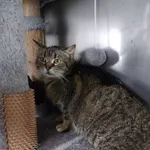 Znaleziono kota, Racławice, 23 maja 2025