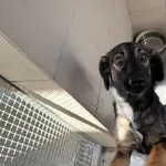 Pies do adopcji, Kraków, 11 maja 2025